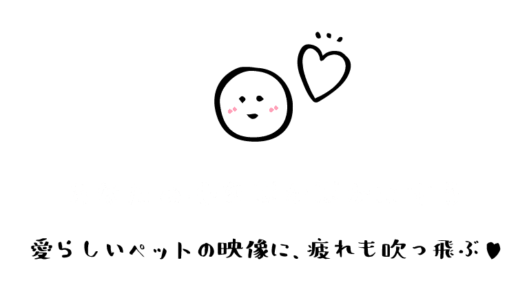 あなたの心をぽかぽかにする。愛らしいペットの映像に、疲れも吹っ飛ぶ！